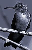 Fotolog de tionectar - Foto - Colibri: Colibri